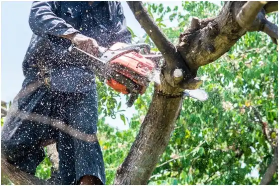 tree services Johnsonville